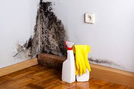 Best Mold Documentation for Insurance Claims in Decatur, TX